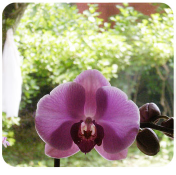 Orchid